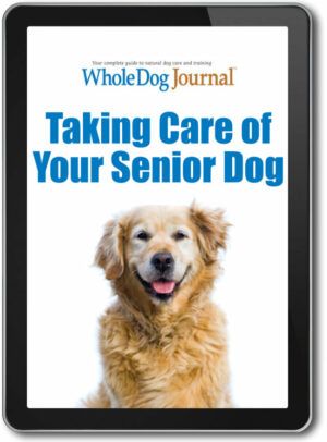 Taking Care of Your Senior Dog