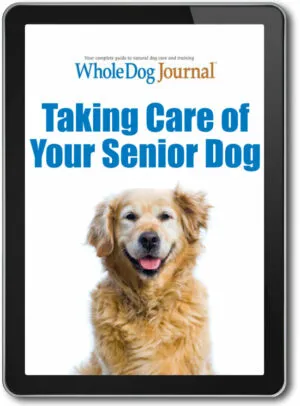 Taking Care of Your Senior Dog