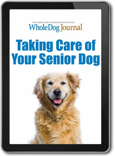 Taking Care of Your Senior Dog
