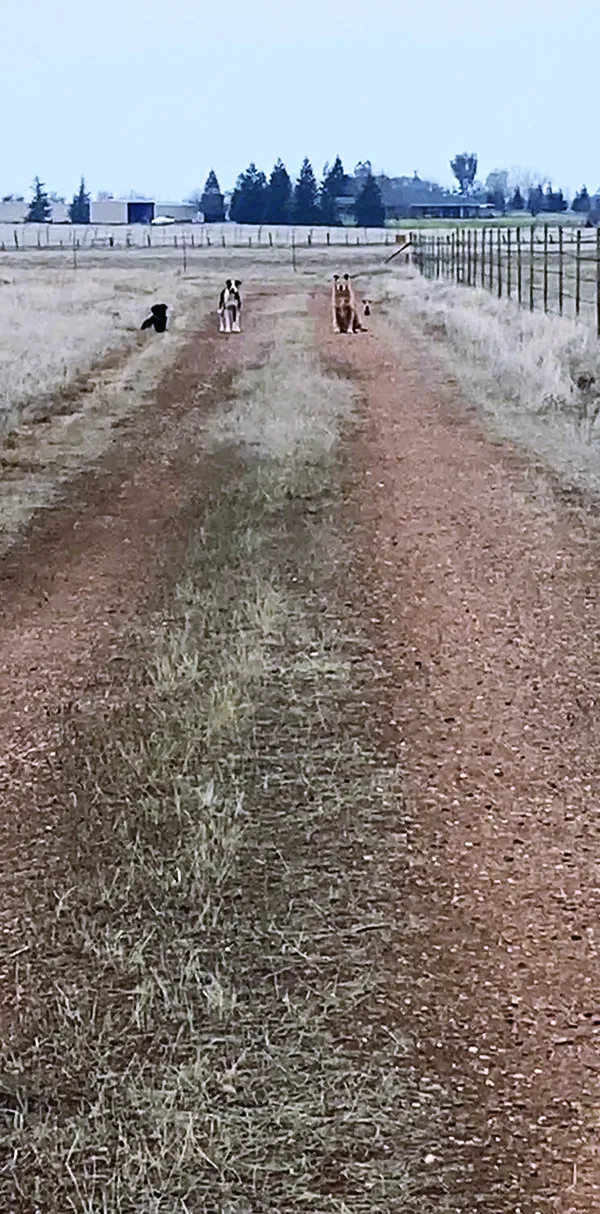 basic dog training