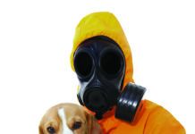 Why Does My Dog Stink?