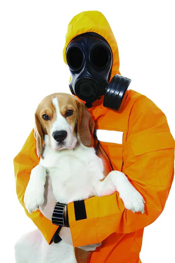Why Does My Dog Stink?
