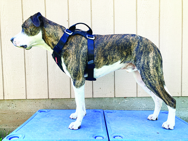 side view of ezydog harness