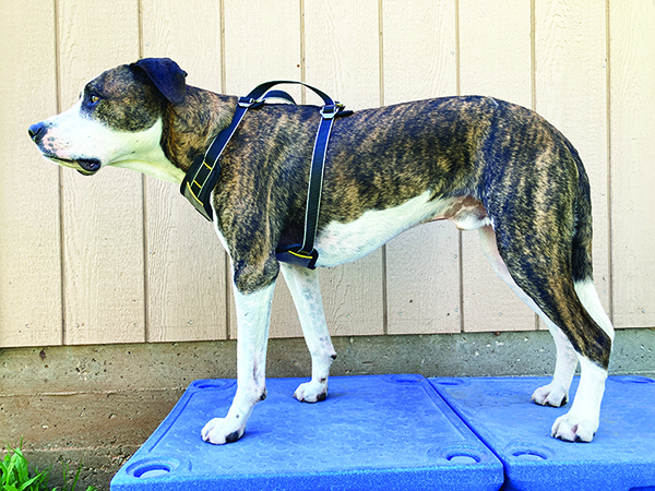 side view of kurgo harness