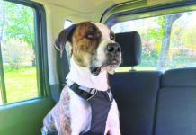 dog car harness