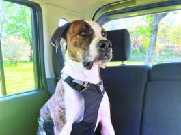 dog car harness