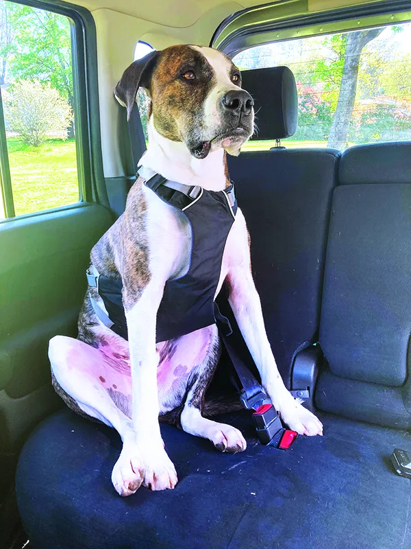 ruffwear_openerIMG_7852 dog car harness