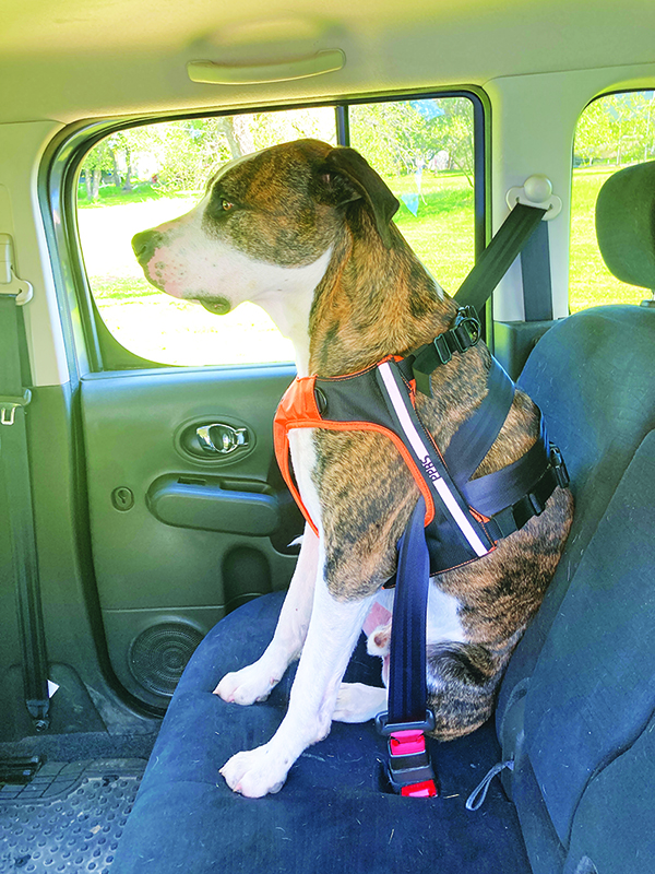 sleeppod dog harness in car