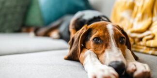 Probiotics For Dogs