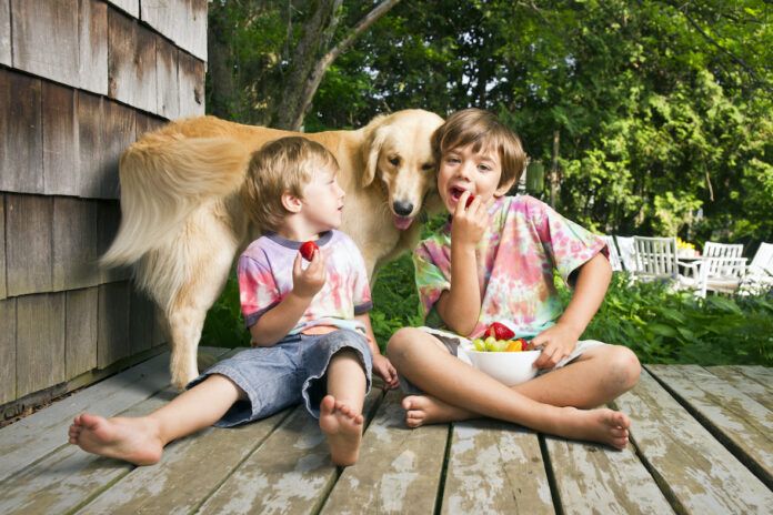 can dogs eat strawberries