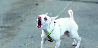 A reactive dog can engage in shocking behaviors.