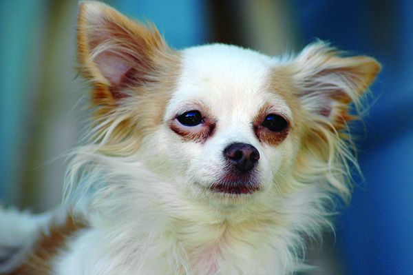 Dog Tear Stains What You Should Know Whole Dog Journal