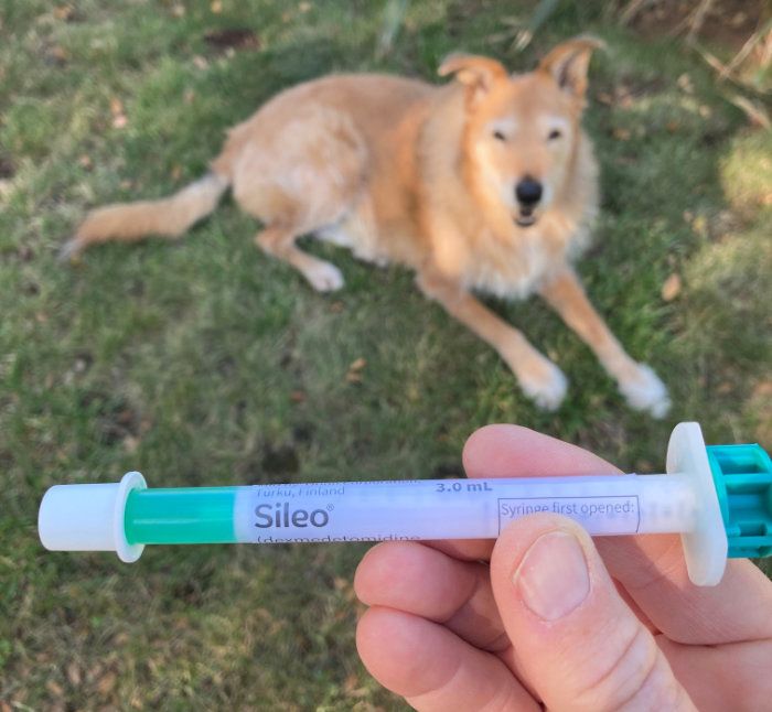 Sileo deals dog medication