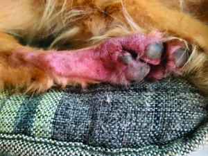 irritated paw from dog allergies