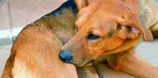 signs of allergies in dogs