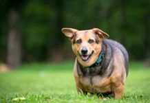 signs of pancreatitis in dogs