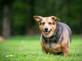 signs of pancreatitis in dogs