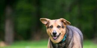 signs of pancreatitis in dogs