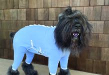 dog recovery suits