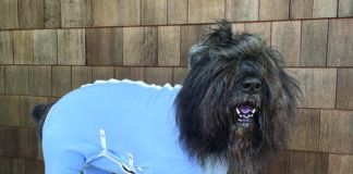 dog recovery suits