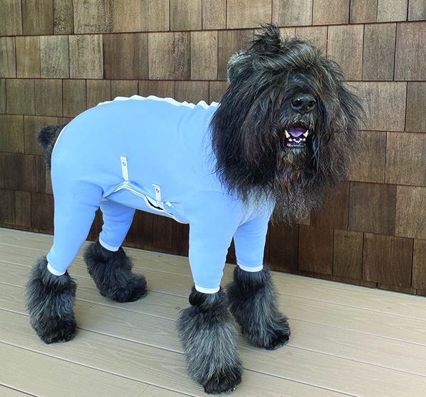 Dog Recovery Suits Review - Whole Dog Journal