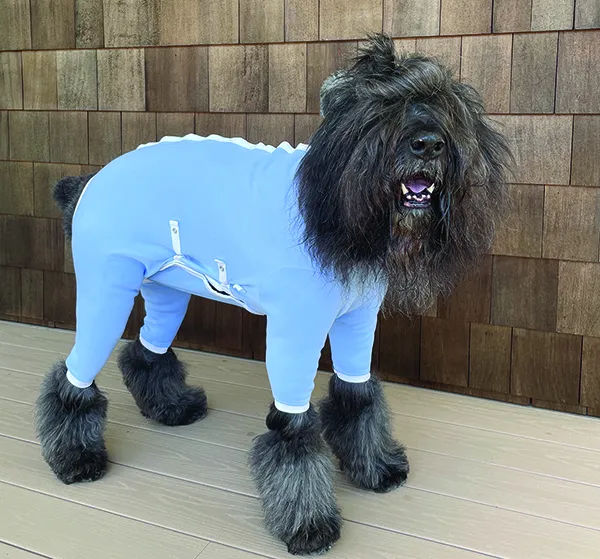 dog recovery suits