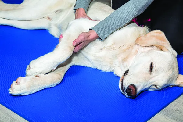 dreamstime_m_78562633 dog massage