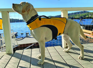 Ezydog float vest sale