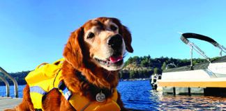 dog life jacket