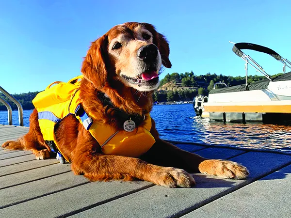 dog life jacket