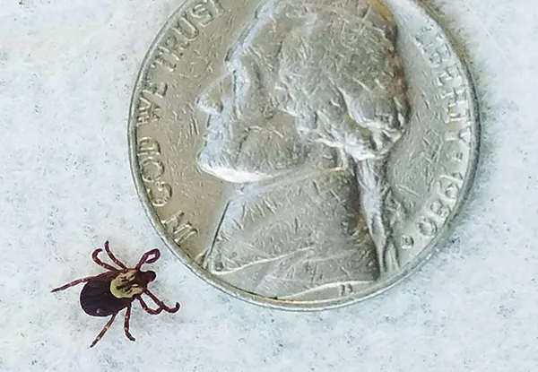ticks on dogs
