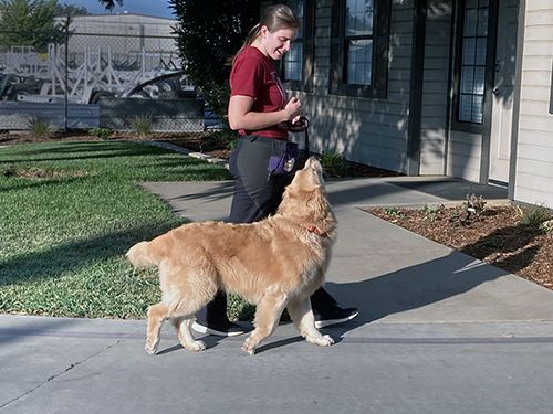 Train dog to clearance walk