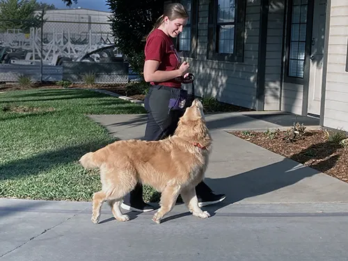 leash walking