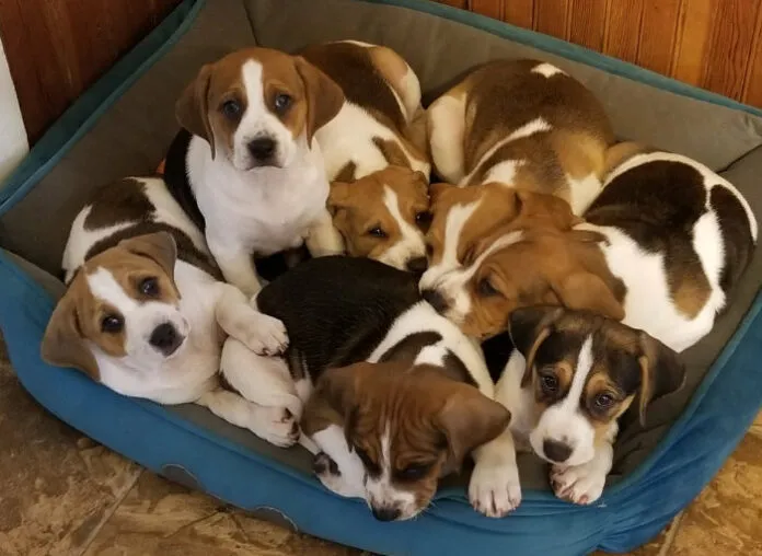 Litter_of_puppies700