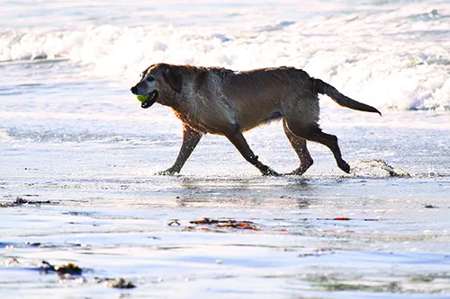 dog in pain
