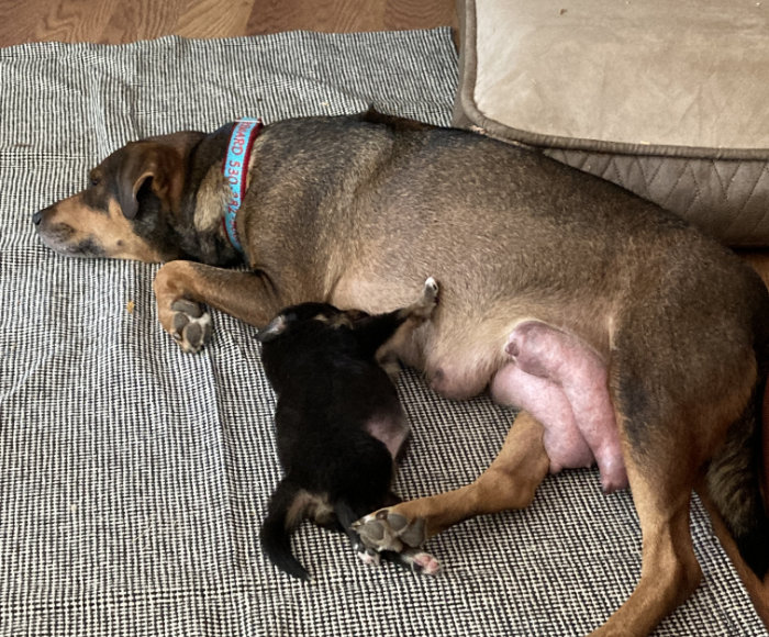 Fostering mom and shop puppies