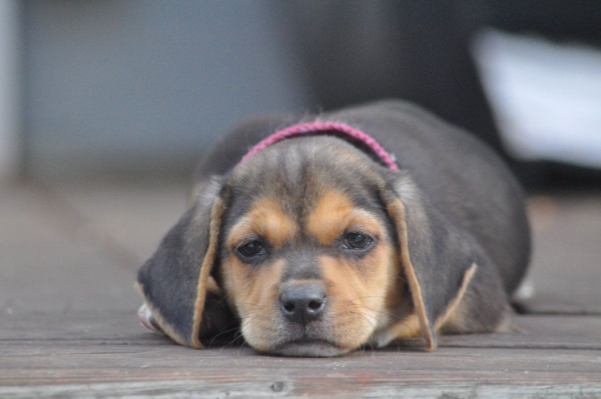 My dog discount ate my melatonin