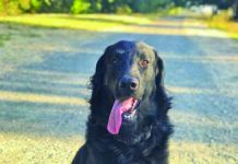 splenic mass in dogs
