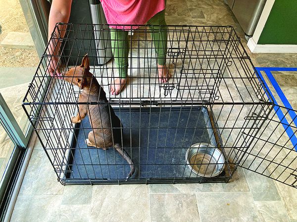 Crate Training To Keep Your Dog Content