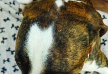 dog wound care