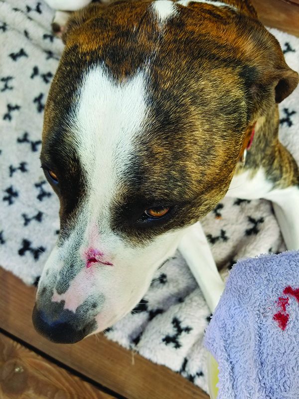 Wound cover for dogs clearance