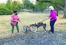 dog on leash greeting