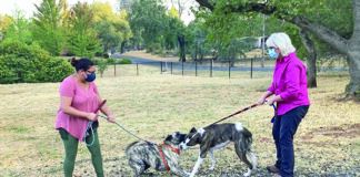 dog on leash greeting