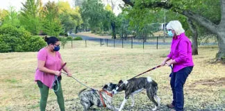 dog on leash greeting
