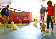 group dog obedience training