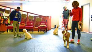 group dog obedience training