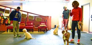 group dog obedience training