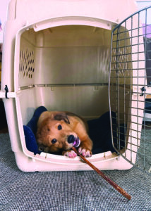 Crate Training To Keep Your Dog Content - Whole Dog Journal