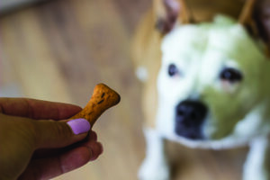 dog getting treat