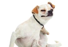 Apoquel and cytopoint are two new medications for dog allergies.